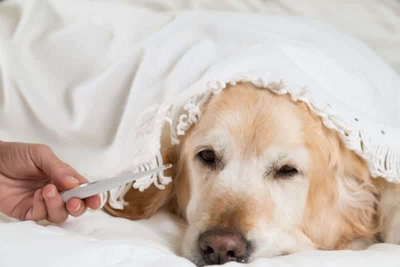 A dog lying down in the bed with a person holding a thermometer