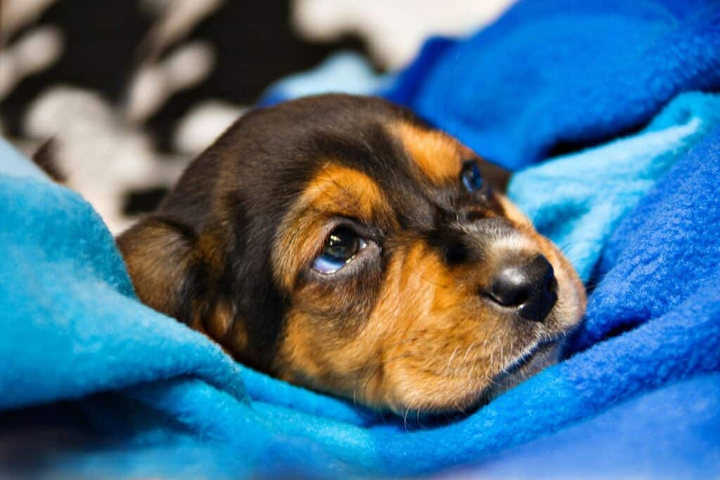 A face of a brown dog lying in a blue blanket seeming down