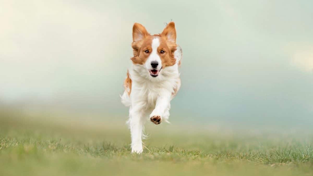 A front view of a brown and white dog running