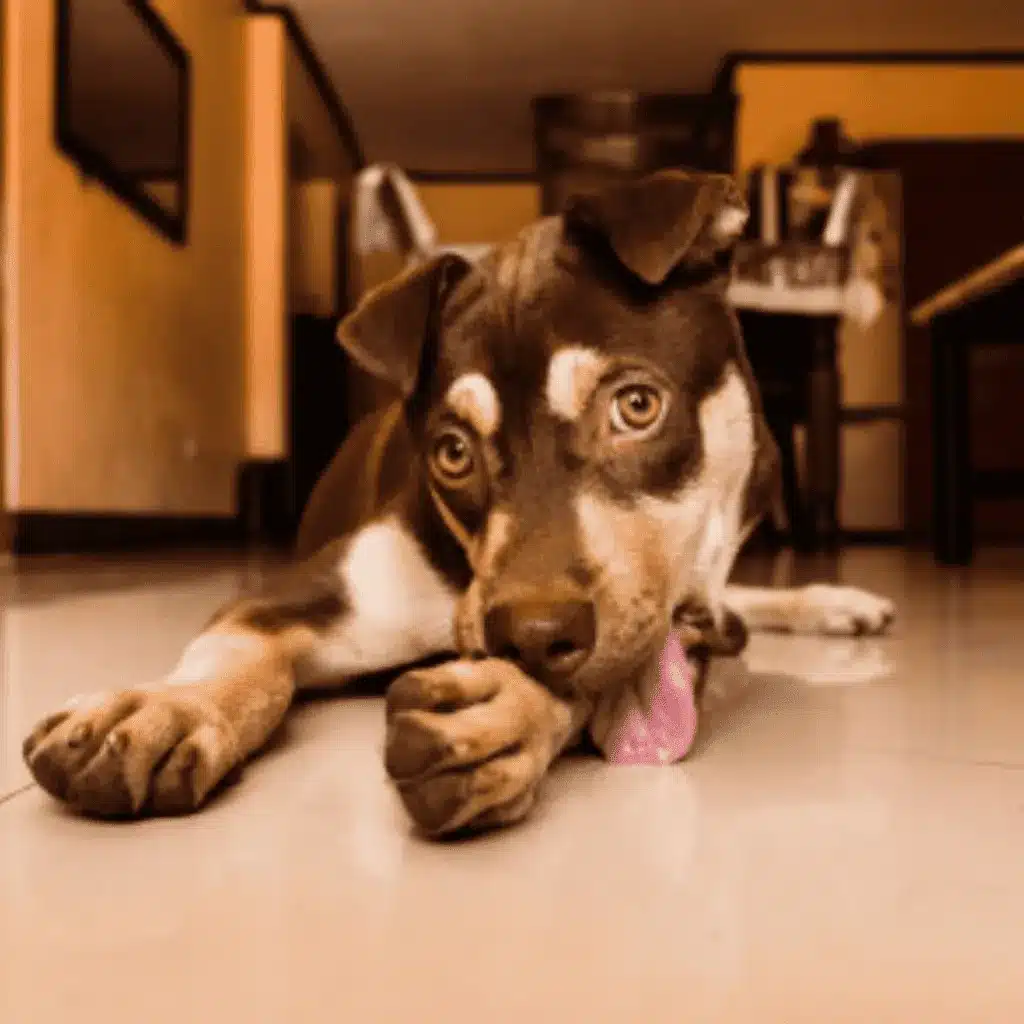 A front view of a lazy brown dog licking its paw