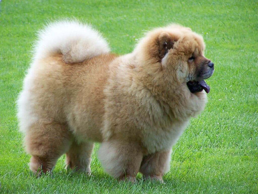 A side view of a chow chow fluffy dog in grass