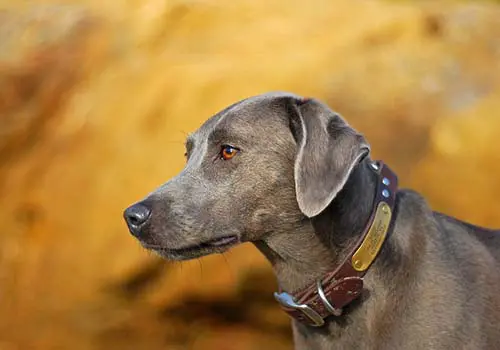 A side view of a grey blue lacy dog