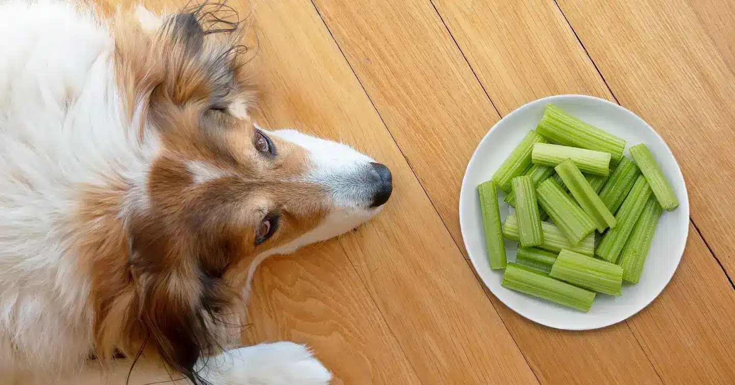 A top view of a dog sitting with celery in plat in front of it