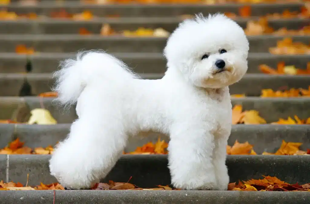 A view of a bichon frise white fluffy dog