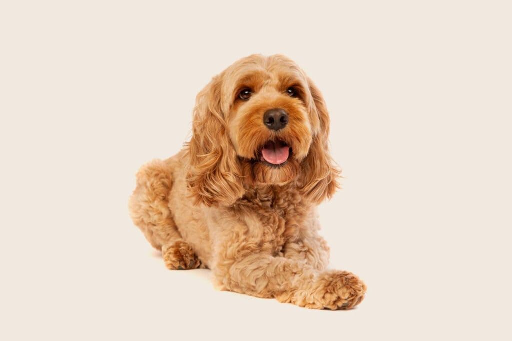 A view of a cockapoo fluffy dog with its tongue out