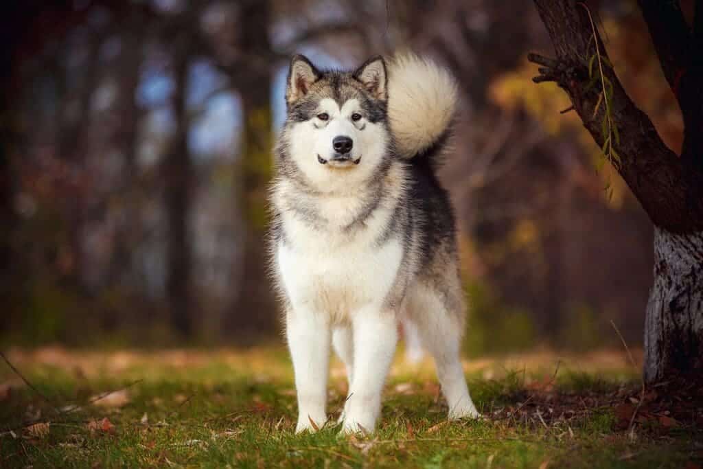 A view of a siberian husky big fluffy dog