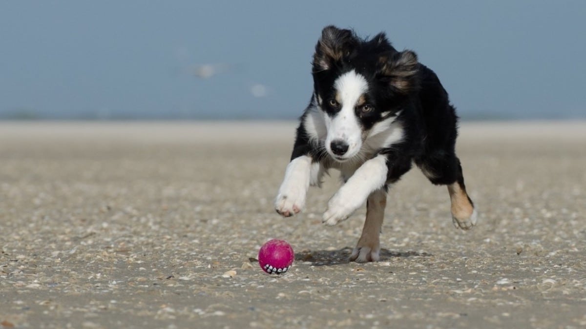 A view of a black and white dog playing with a ball