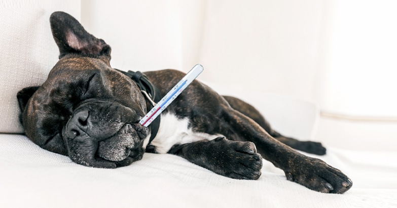 A view of a black boxer dog lying with a thermometer in its mouth