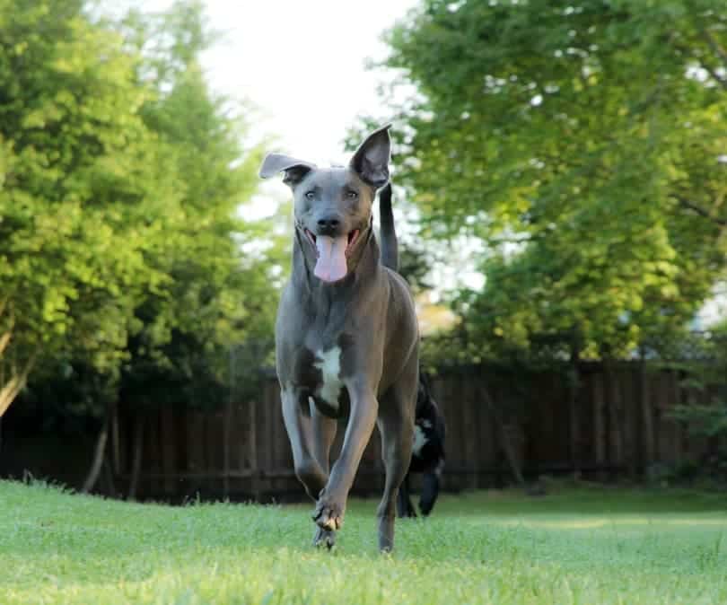 A view of a blue lacy dog running with its tongue out