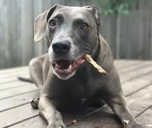 A view of a blue lacy dog with a bark in its mouth