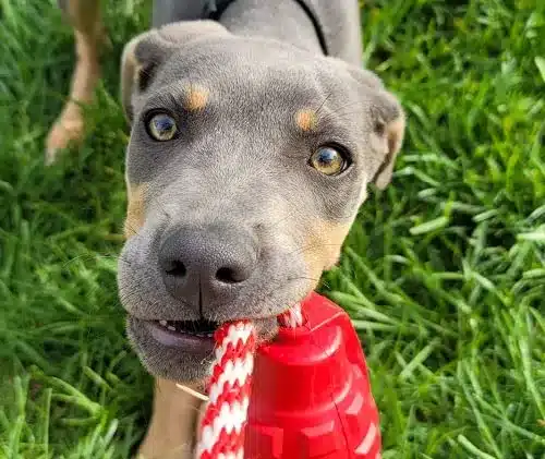 A view of a blue lacy dog with a rop in its mouth looking up