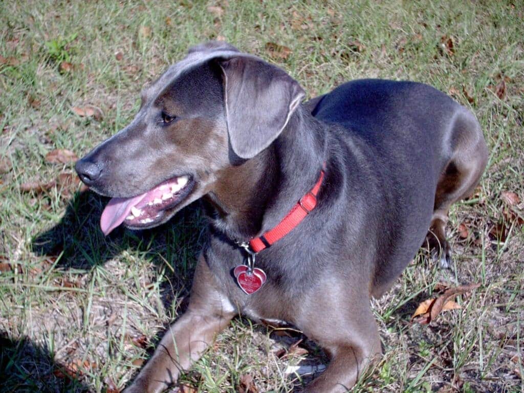 A view of a blue lacy looking sideways with its tongue out