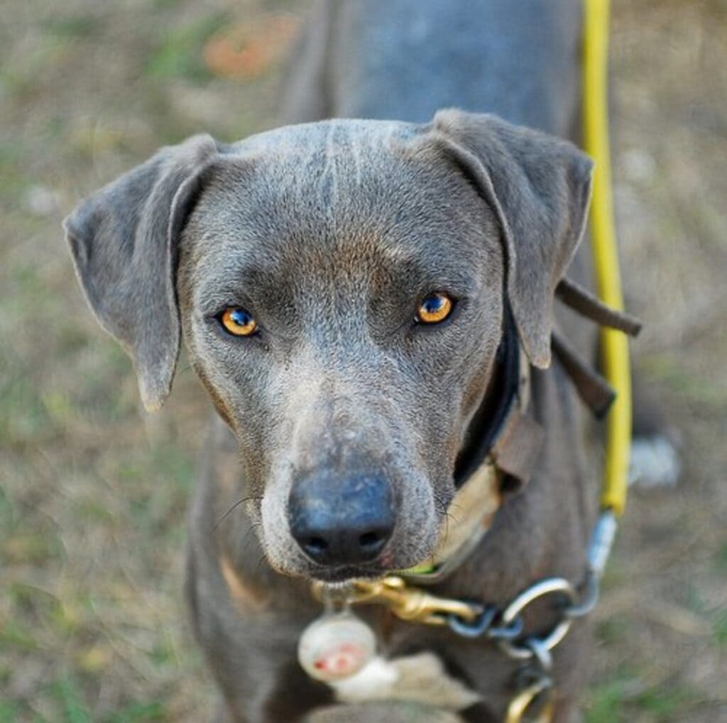 A view of a blue lucy staring and looking up