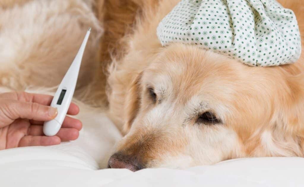 A view of a brown dog lying with a thermometer in a person s hand