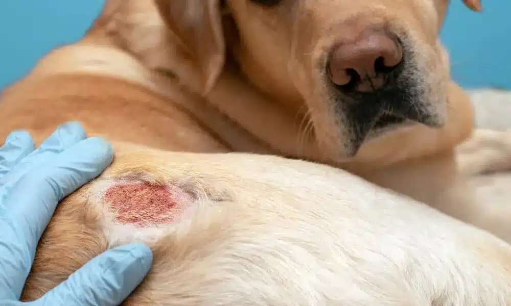 A view of a doctor examining a dog with a red rash and allergy