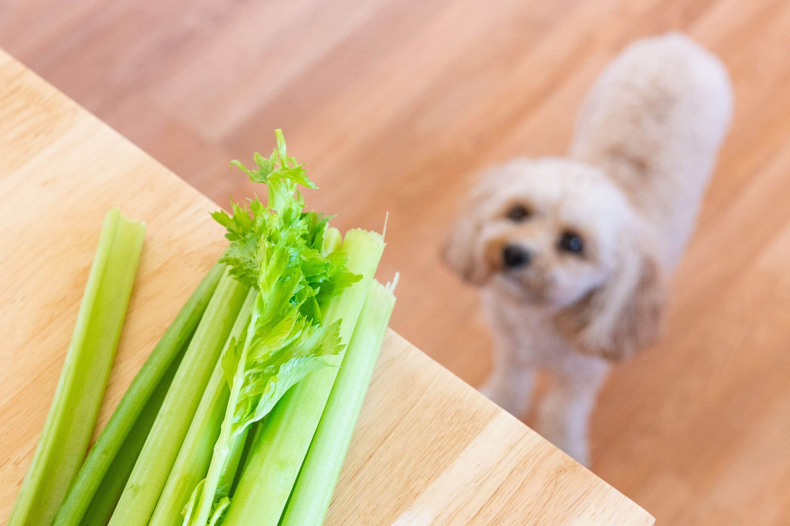 A view of a dog looking above towards a celery placed on a shelf