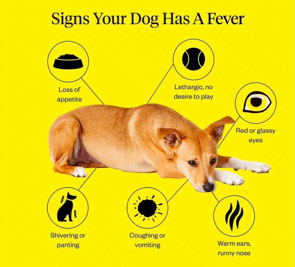 A view of a dog with listings of the causes of fever