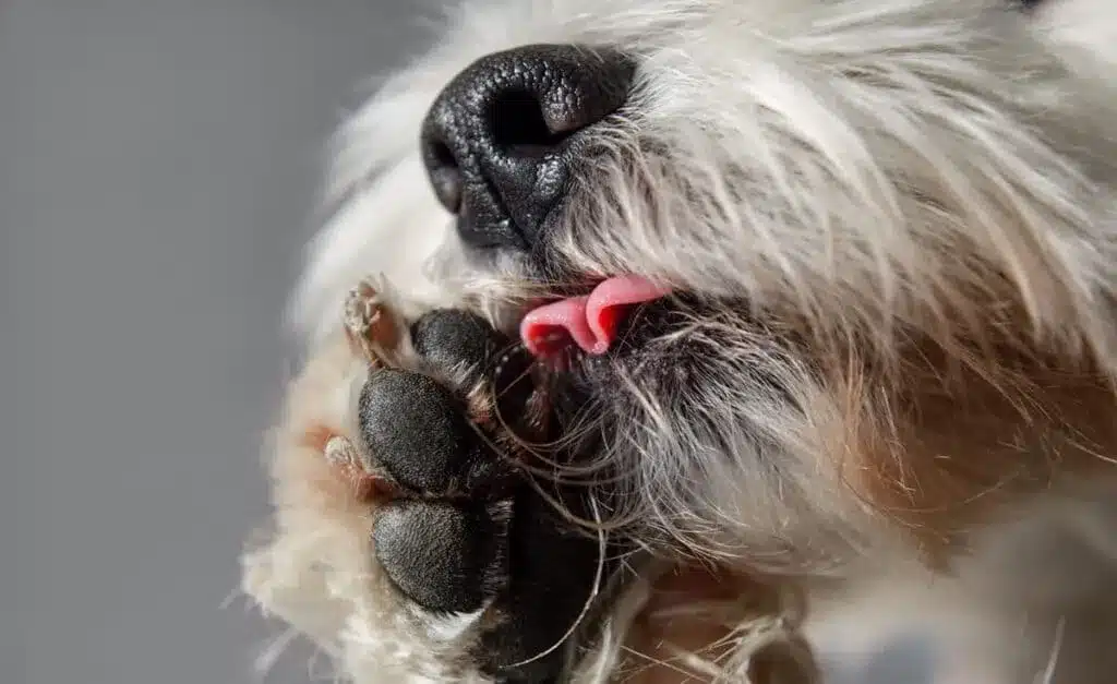 A view of a furry dog licking its paws