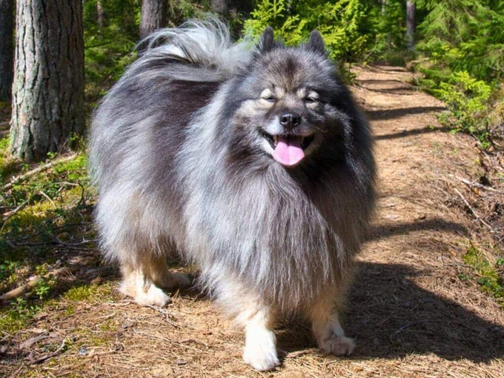 A view of a grey keeshond fluffiest dog with its tongue out