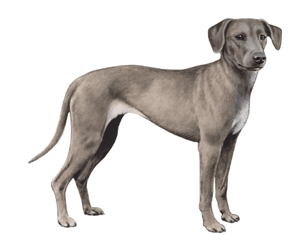 A view of a grey blue lacy dog