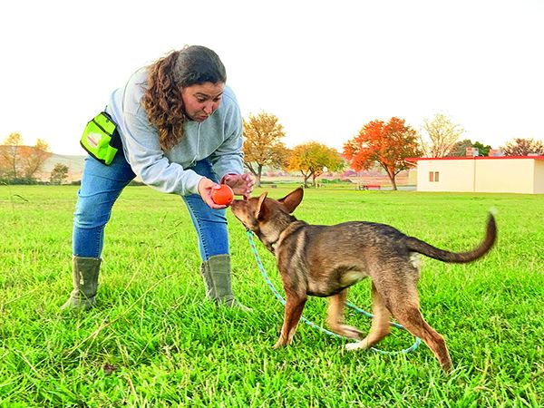 A view of a lady playing with a dog in grass