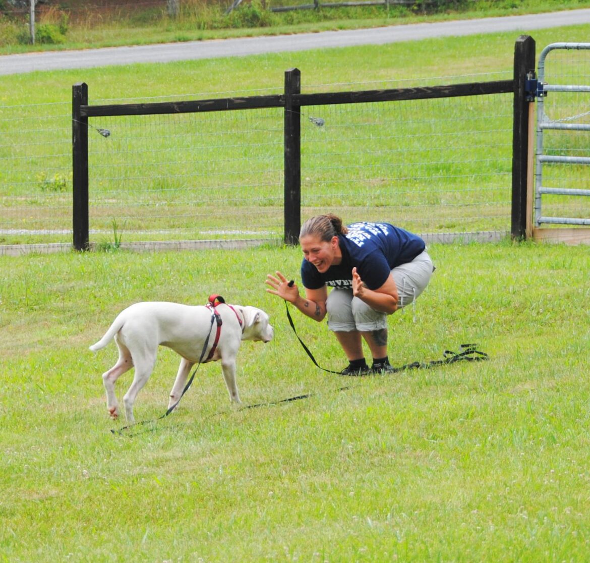 A view of a lady teaching a dog recall training outdoors