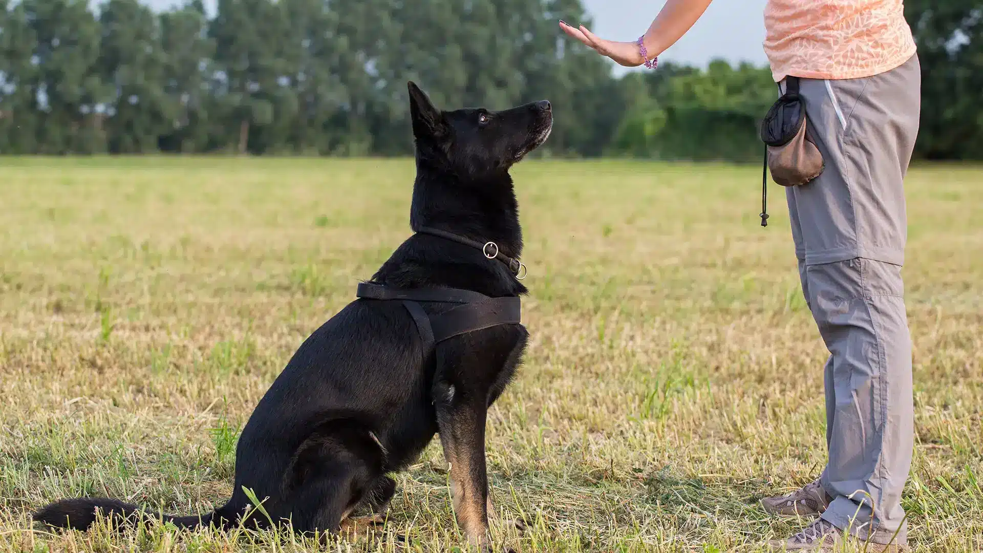 A view of a person asking its black dog to sit with a hand movement