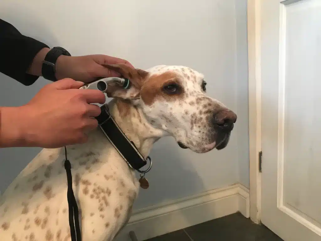 A view of a person checking a dog s temperature with ear thermometer