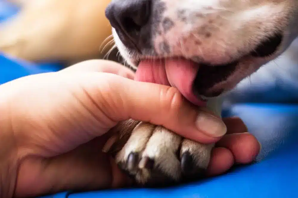 A view of a person holding a dog s paw stopping it from licking it