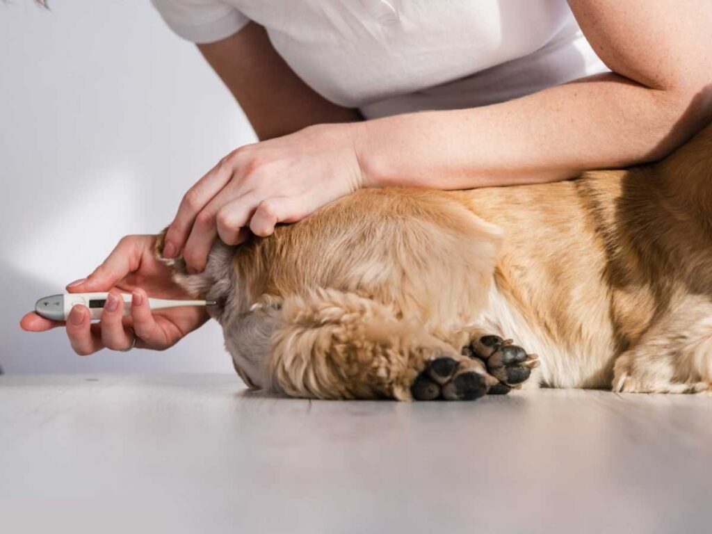 A view of a person taking the rectal temperature of a furry dog