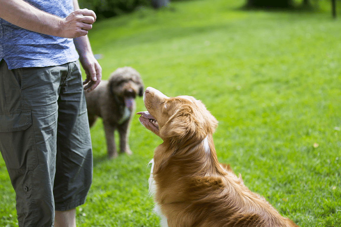 A view of a person training a brown dog