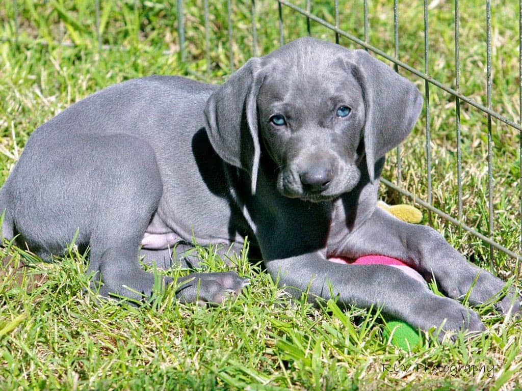 A view of a small blue lacy pup sitting in grass