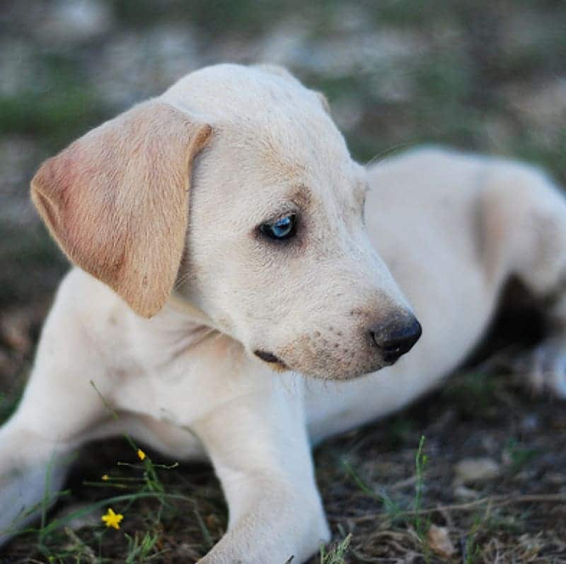 A view of a small white blue lacy pup looking sideways