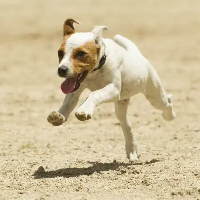 A view of a white and brown dog running