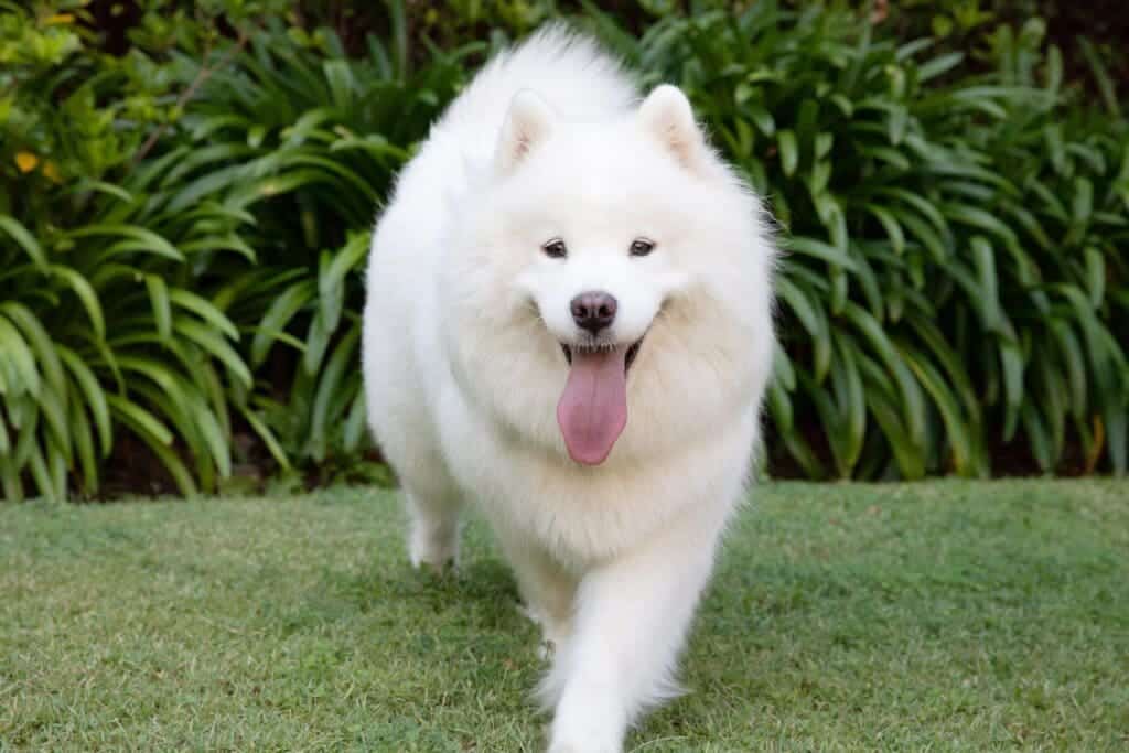 A view of a white fluffy dog with its tongue out