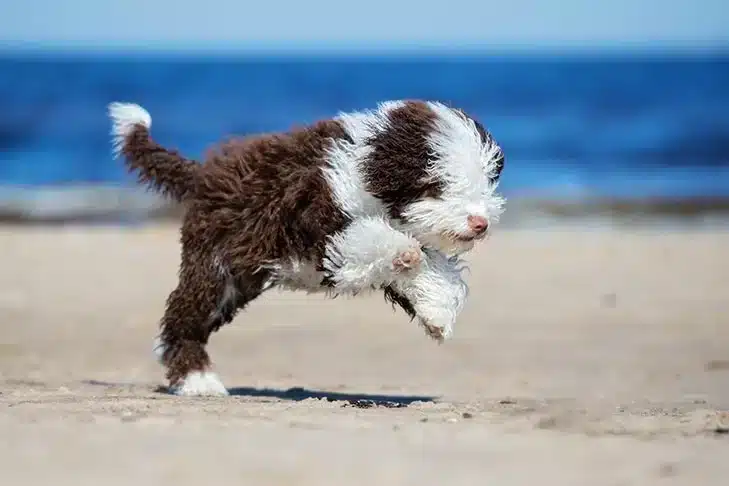 A view of an active furry dog jumping