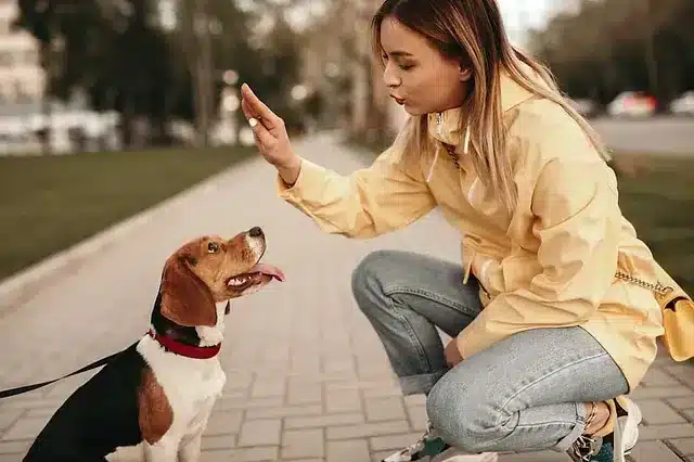 A woman commanding a dog to sit