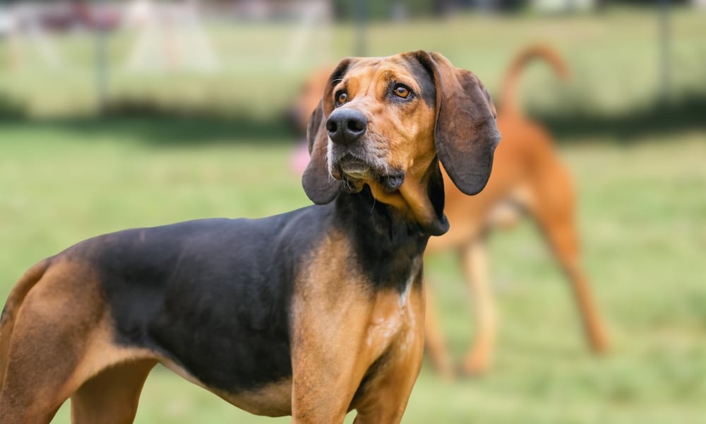 A front view of an American english coon dog