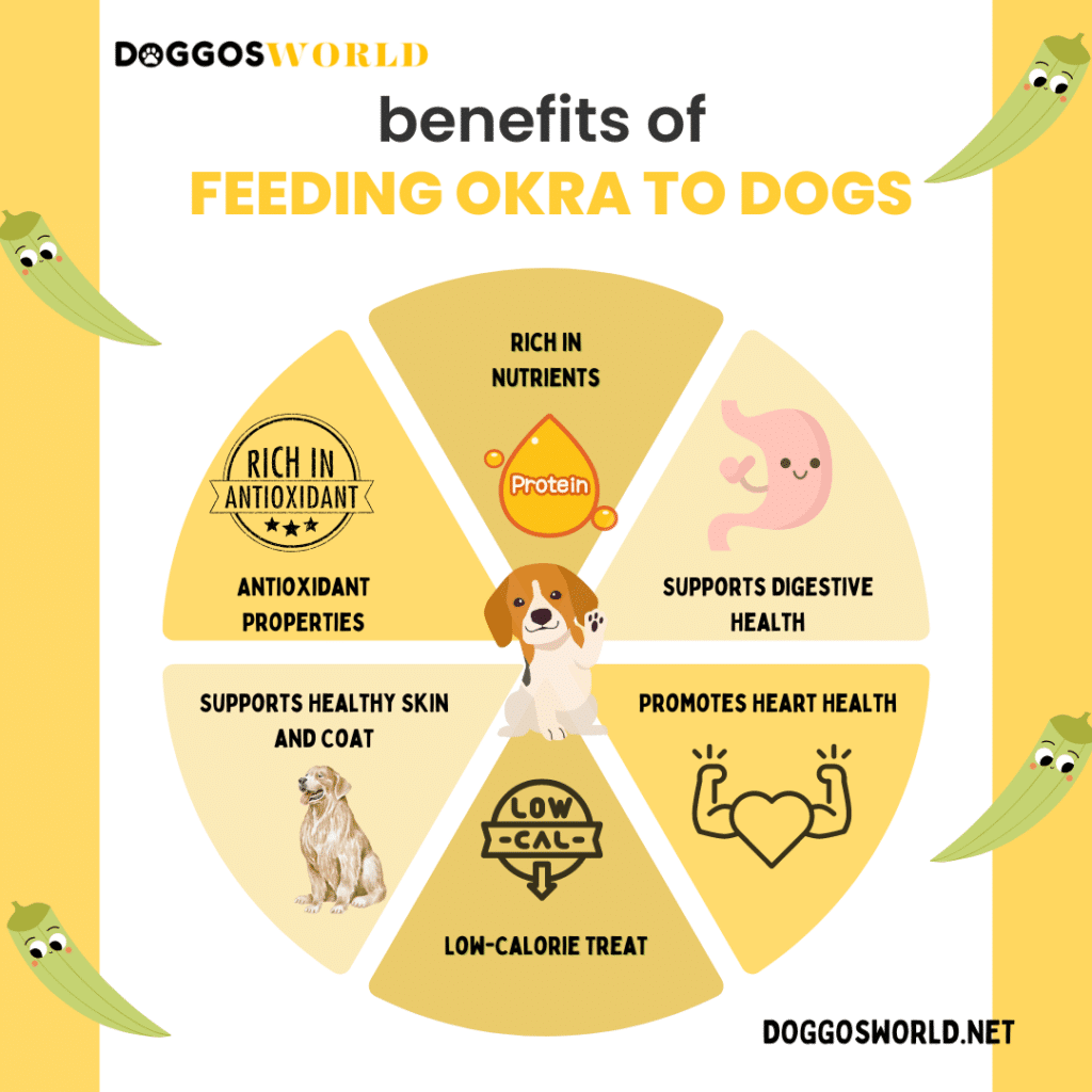 A graphical representation of the benefits of feeding okra to dogs ( )