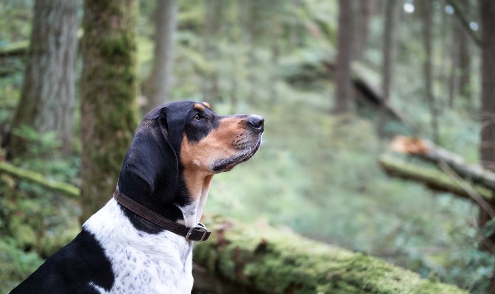 A side view of a brown and white coon hound catching a scent inside a forest