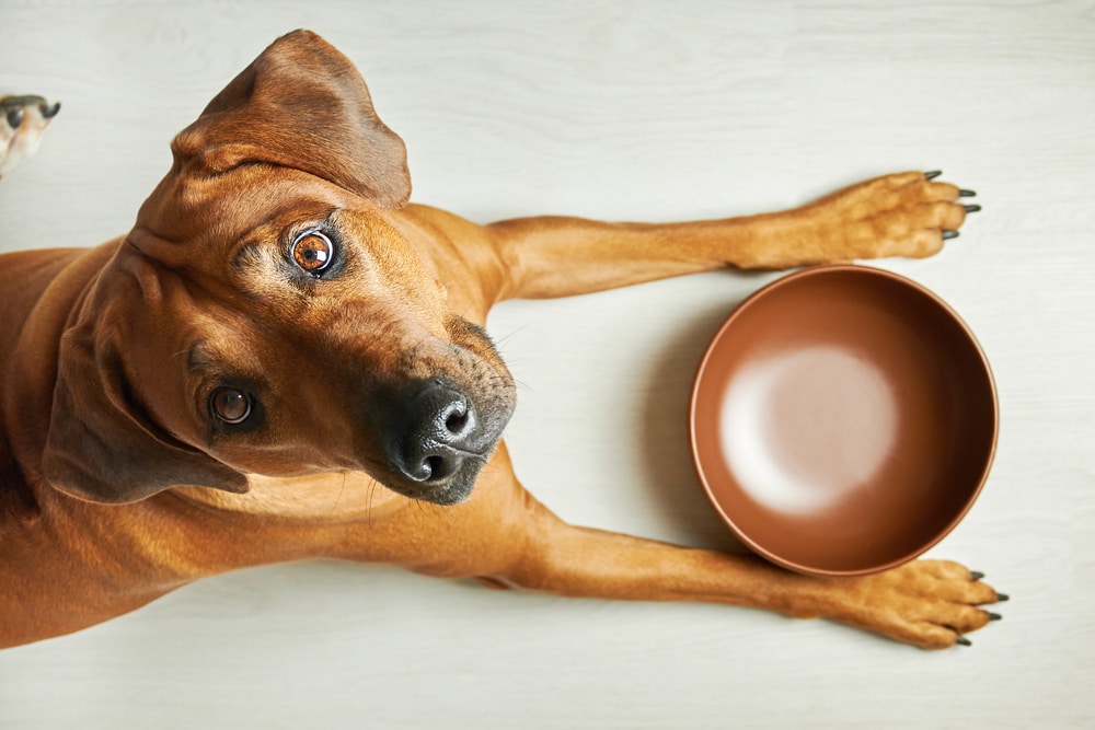 A top head view of a dog looking up with an empty bowl