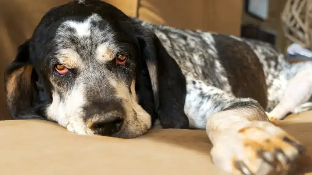 A view of a bluetick coon hound lying sick