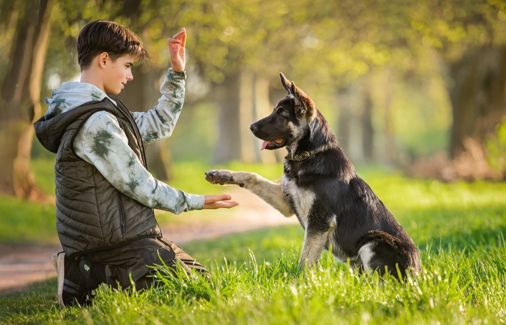 A view of a boy training a black dog in grass