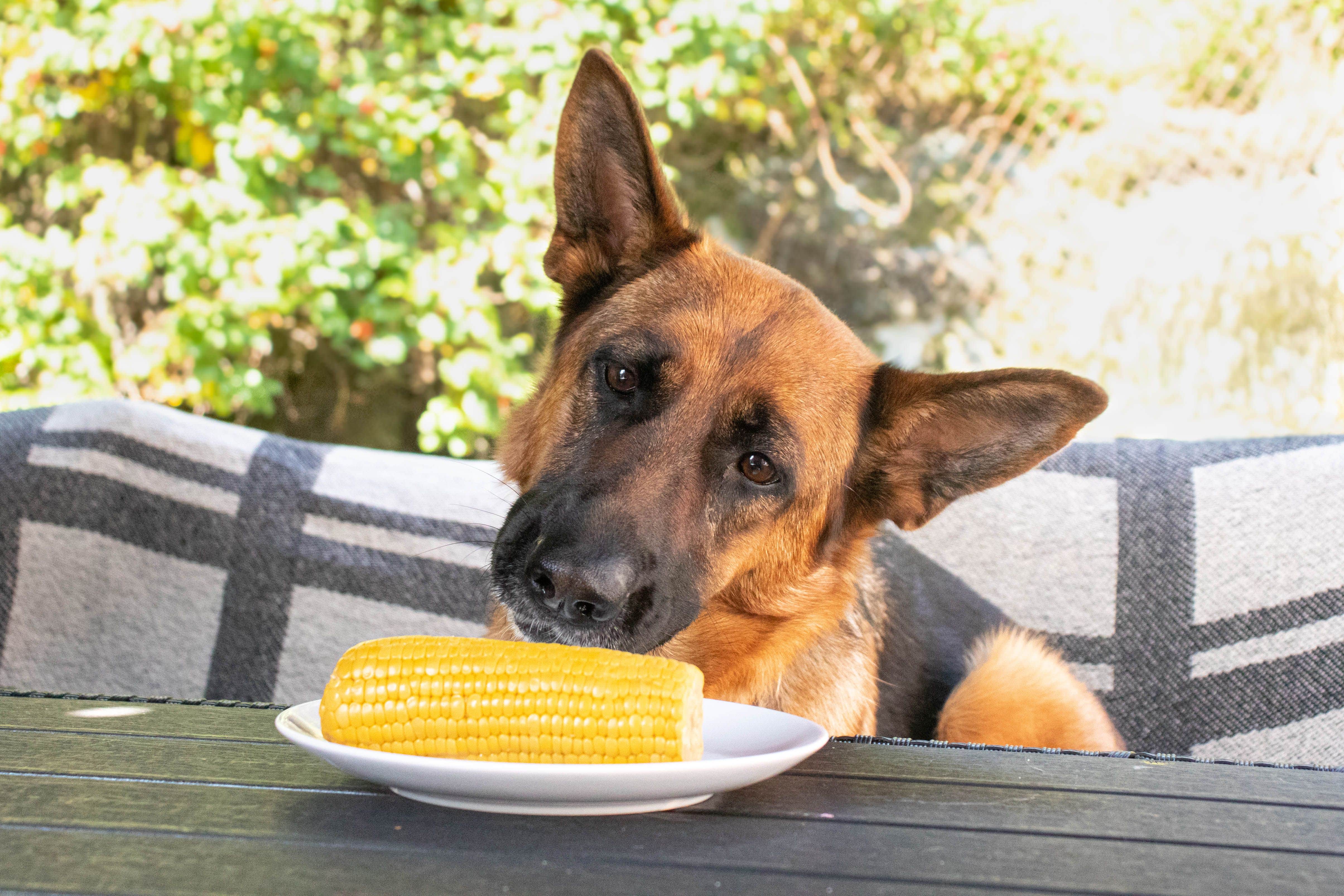 A view of a brown dog looking at a corn cob in a plate