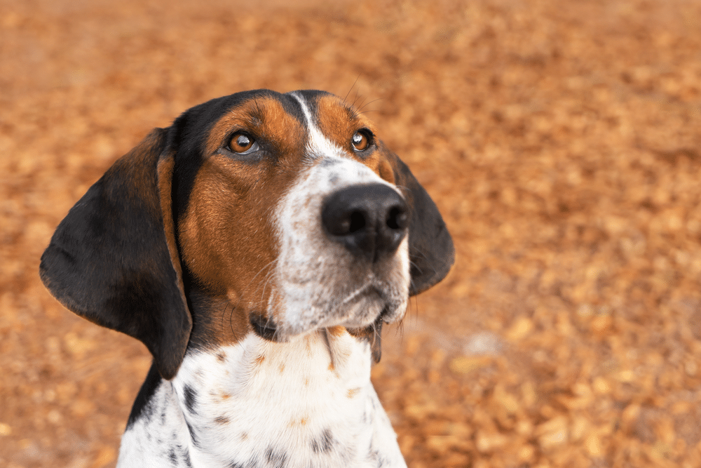 A view of a coon dog looking upwards