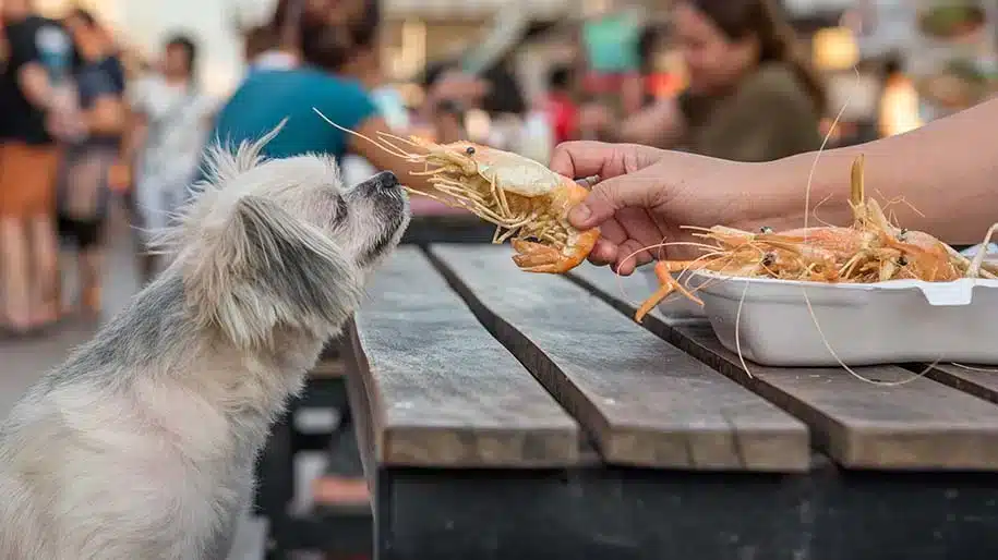 A view of a dog being offered a raw shrimp to a furry dog