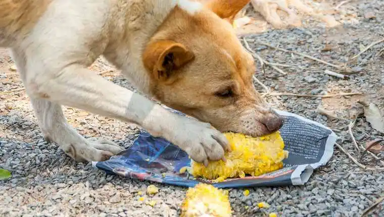 A view of a dog eating corn