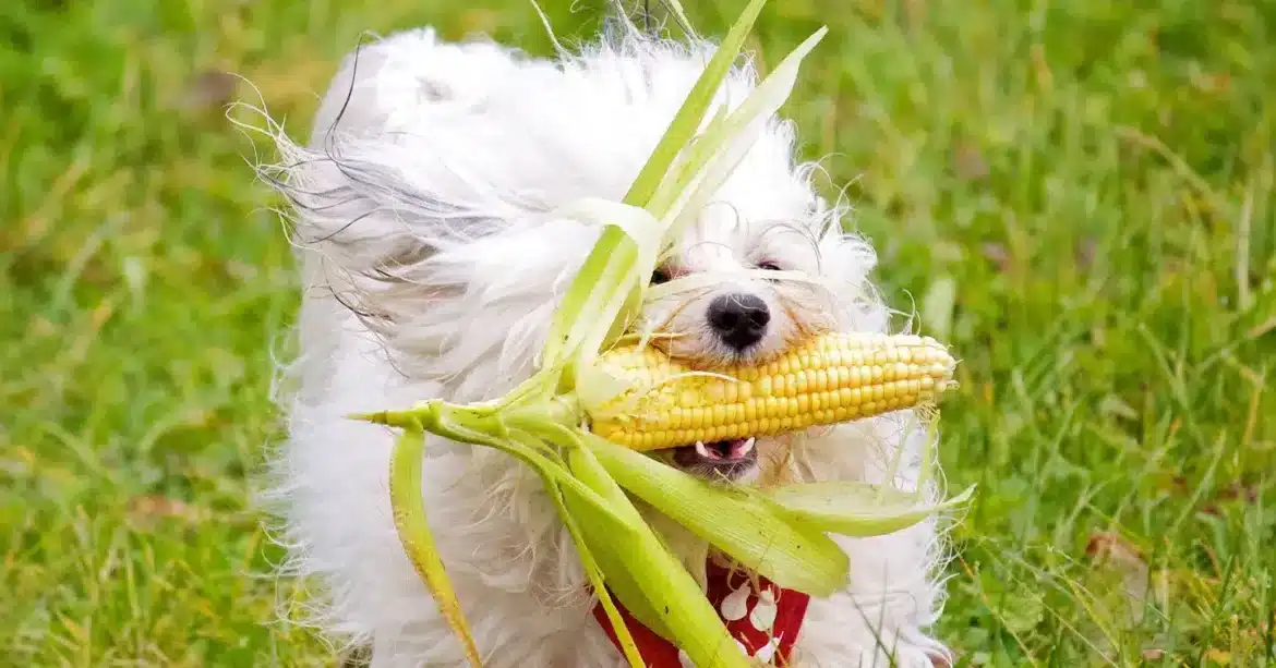 A view of a fluffy white dog eating corn