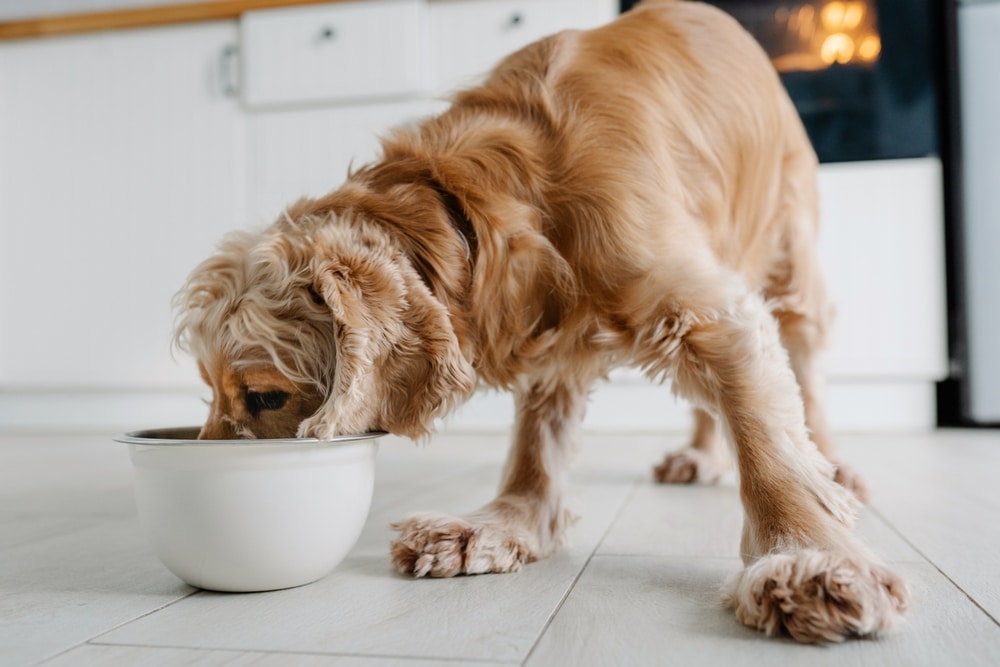 A view of a furry dog eating food out of a bowl