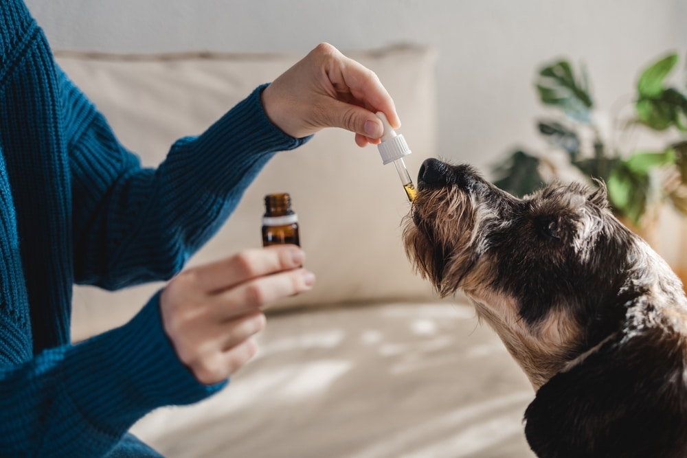 A view of a person feeding avocado oil to a furry dog with a dropper